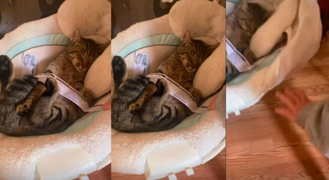 YouTube: regresa a casa y descubre a su bebé 'arropando' al gato