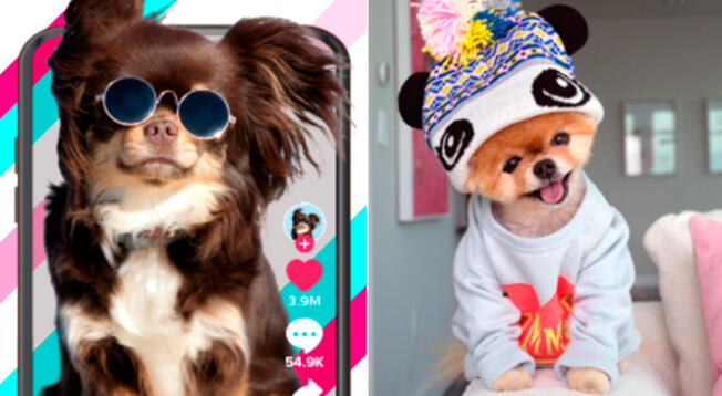 Mascotas de Tik Tok pueden ganar hasta 26 mil dólares por publicación