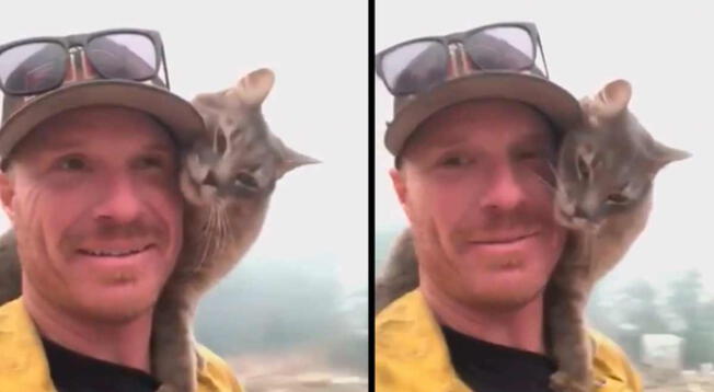 Un gatito rescatado por bomberos mostró su agradecimiento