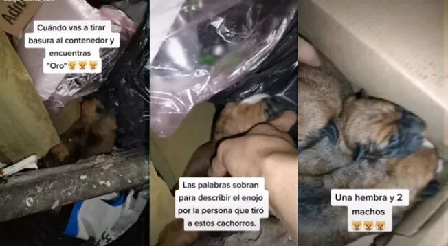 Joven rescató a perritos que habían sido arrojados a un contenedor de basura - VIDEO