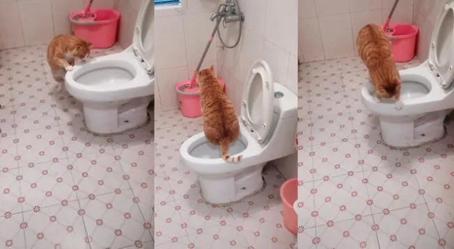 TikTok: busca a su gato y lo descubre usando su baño como todo un ‘experto’