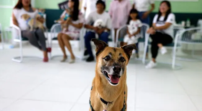 Descubre si los perros saben diferenciar entre los ladridos y la voz de sus dueños.