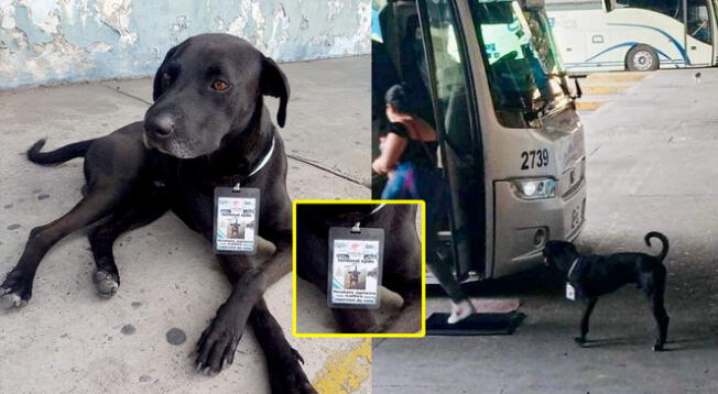 'Negrito', un perro sin hogar, fue adoptado por trabajadores de un terminal de buses.