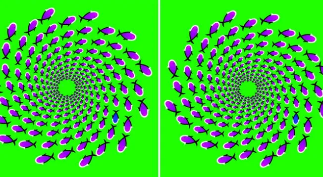 ¿Dónde está el pez diferente? Atrévete a superar la ilusión óptica en 7 segundos