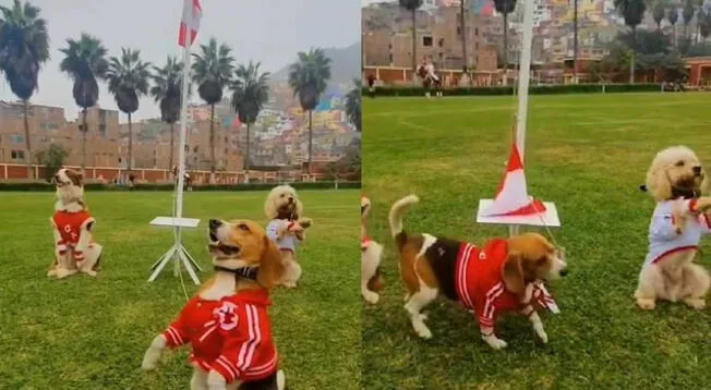 ¡Todos en el repechaje! Perritos hacen honores a la bandera del Perú para alentar a la selección