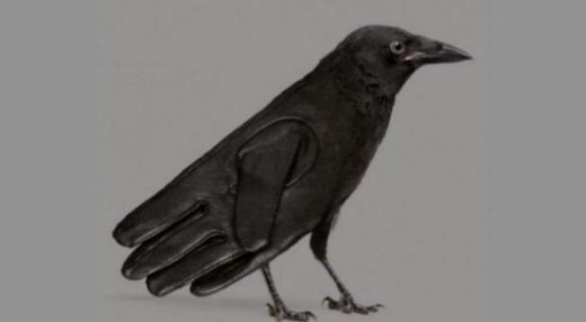 ¿Un guante o cuervo? Este test visual revelará si eres una persona perfeccionista