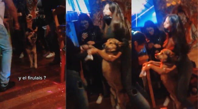 Jóvenes se encontraron un perro en un bar y realizando divertido baile - VIDEO