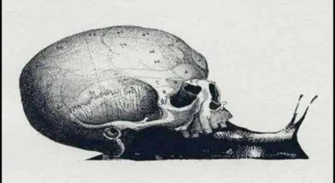 ¿Un cráneo o caracol? Este test visual revelará detalles sobre tu personalidad