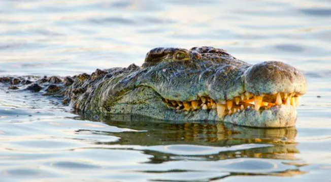 ¿Por qué los cocodrilos no pueden sacar su lengua?