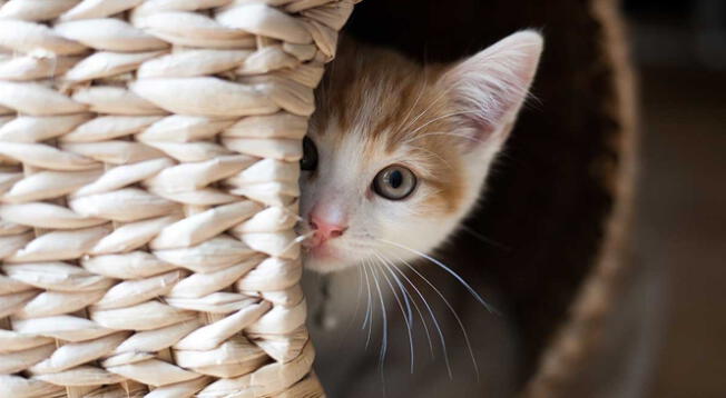 Cuántas veces escuchaste la frase 'la curiosidad mató al gato', que te llamó la atención de dónde viene.