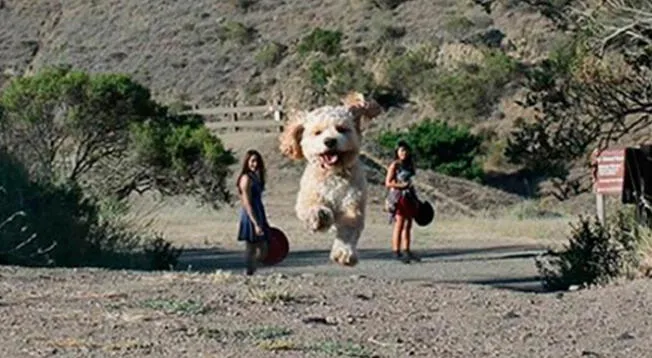 ¿Un perro ‘gigante’? La ilusión óptica que pone a prueba tu inteligencia