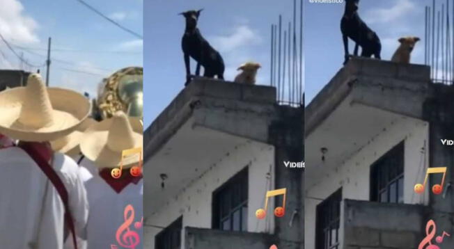 Viral: Perritos causan furor con tierno baile tras oír a orquesta en vivo