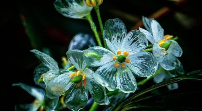 ¿Existe una flor transparente en el mundo? Esto dice la ciencia ¿Existe una flor transparente en el mundo? Esto dice la ciencia