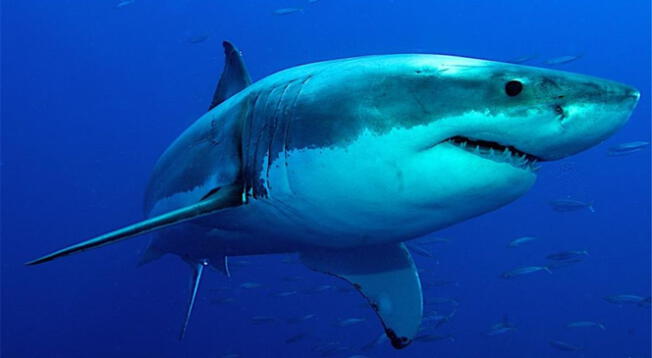 ¿Cómo luce el interior de la boca de un tiburón?