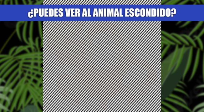 ¿Puedes ver qué animal se esconde en la imagen? Solo un GENIO lo puede ver