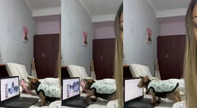 Viral: Cachorrita sorprende al saber usar la computadora para ver 'Paw Patrol'