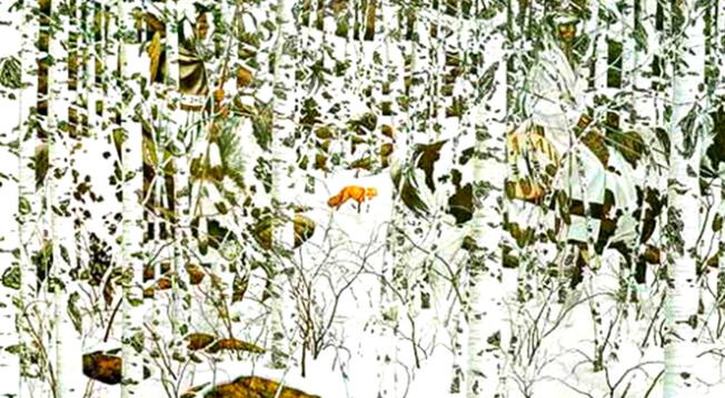 ¿Qué está cazando al zorro? Responde a este reto visual solo hecho por EXPERTOS