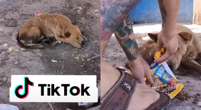 Hombre iba por cervezas pero acaba alimentando a perro callejero causando ternura