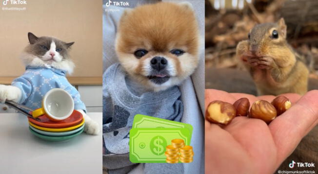 ¿Cuánto dinero 'ganan' las mascotas más famosas de TikTok?