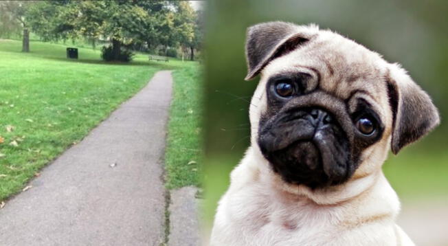 Encuentra a la mascota de cuatro patas en tiempo récord ¿Podrás hacerlo?