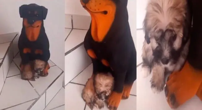 TikTok viral: perro bebé cree que alcancía es su 'mamá' y no quiere alejarse de ella