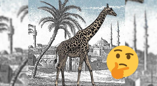 ¿Podrás encontrar a la segunda jirafa? Anímate a resolver este reto visual EXTREMO