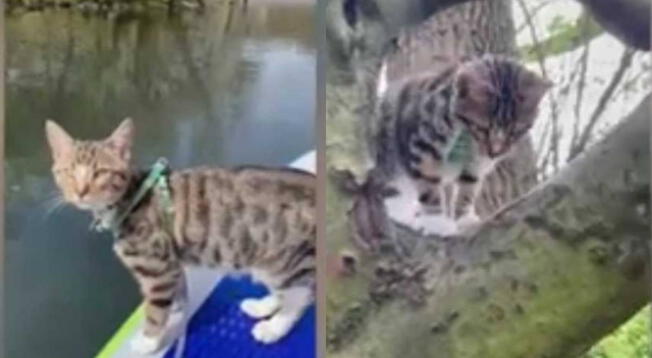 Viral: Hábil gatito sorprende con su talento para los deportes extremos