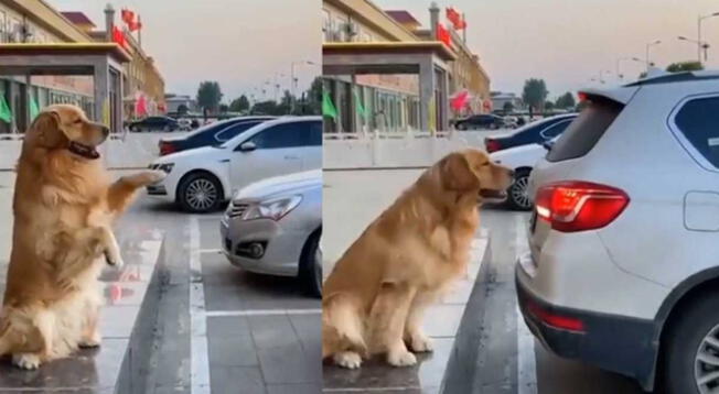 Viral: Hábil perrito se vuelve tendencia tras ayudar a conductores a estacionarse Viral: Hábil perrito se vuelve tendencia tras ayudar a conductores a estacionarse