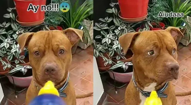 TikTok: Le preguntan a perrito cómo actuaría ante un robo y muestra tierna reacción