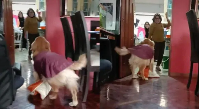 Tik Tok:Perro se mueve al compás de