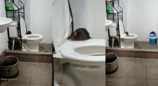 ¡Qué tamaño! Pareja encuentra a una rata en su baño y el animal los sorprende.