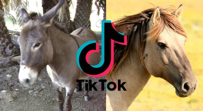 ¿Los burros son más inteligentes que los caballos? ¿Los burros son más inteligentes que los caballos?