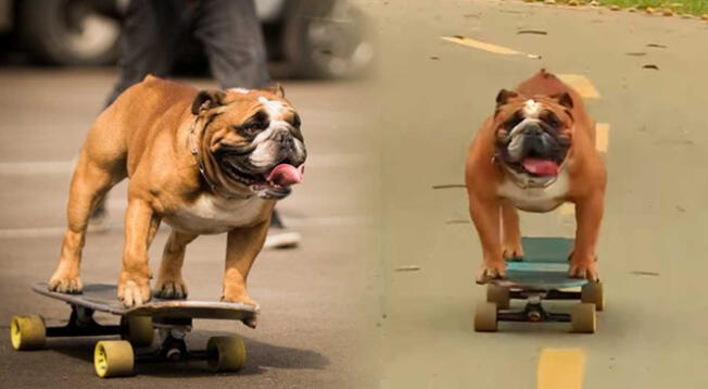 Biuf: El perro skater peruano con miles de seguidores ha cumplido 10 años