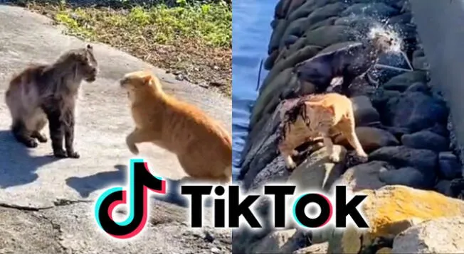 TikTok: gatos protagonizan épica pelea, pero terminan cayendo al agua