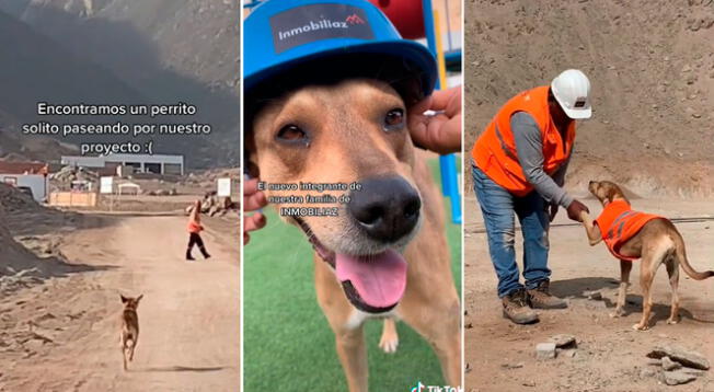 Una inmobiliara adoptó un perro y le dio sus implementos para supervisar obra.