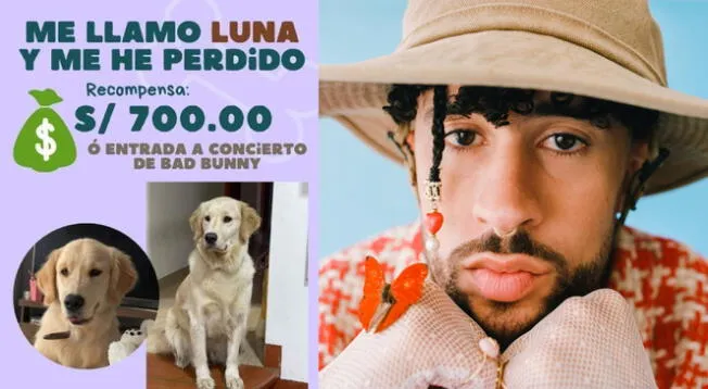 Facebook: ofrecen entrada a concierto de Bad Bunny por una perrita perdida