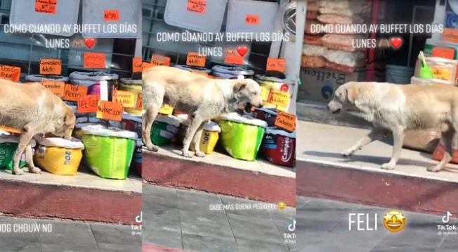 Perrito callejero vive vida de 'rico': pasa por una tienda y disfruta de un buffet al paso