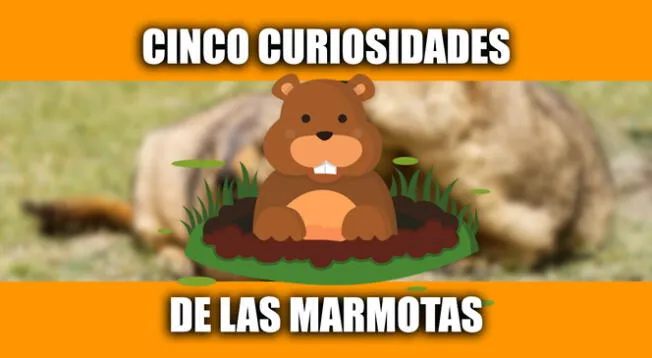 ¿Su dientes los pueden matar? 5 datos que no conocías de las marmotas