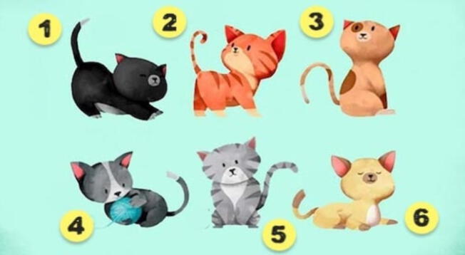 ¿Qué gatito te gusta más? Tu respuesta revelará el caracter de tu pareja