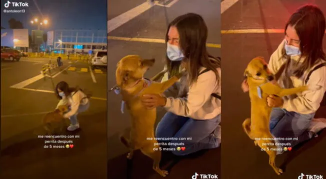 TikTok viral: perrita vuelve a ver a su dueña luego de 5 meses y juntas tienen emotivo reencuentro