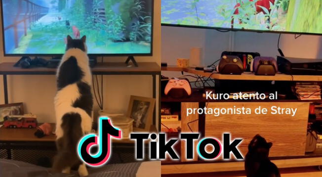 TikTok: videojuego Stray impresiona a gatos y también a sus dueños