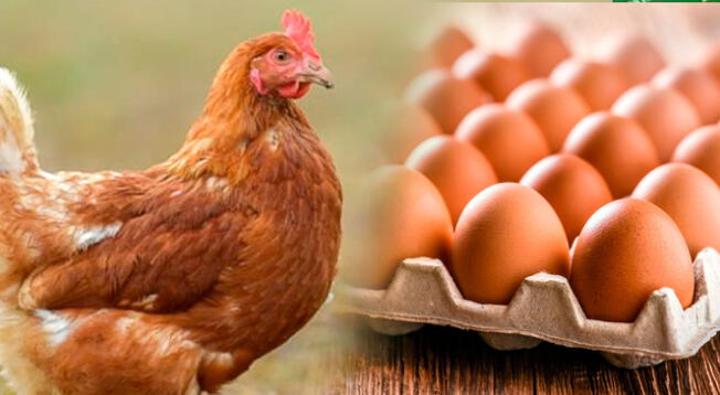 ¿Por qué hay huevos de gallina de blancos y marrones?, aquí la explicación