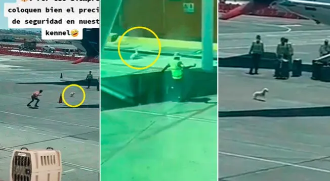 Perrito protagoniza huída en aeropuesto y los guardías no pueden deternlo - VIDEO