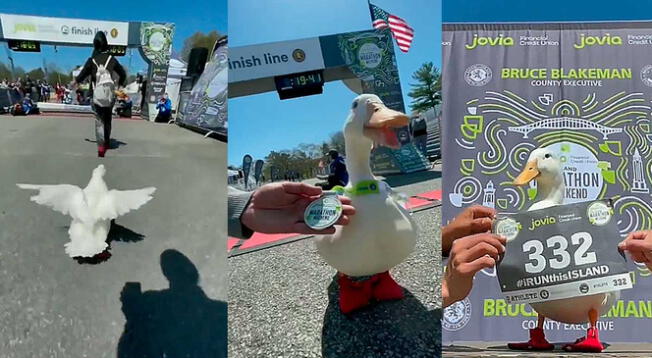 Nueva York: Pato apareció corriendo una maratón convirtiéndose en estrella y ganó una medalla