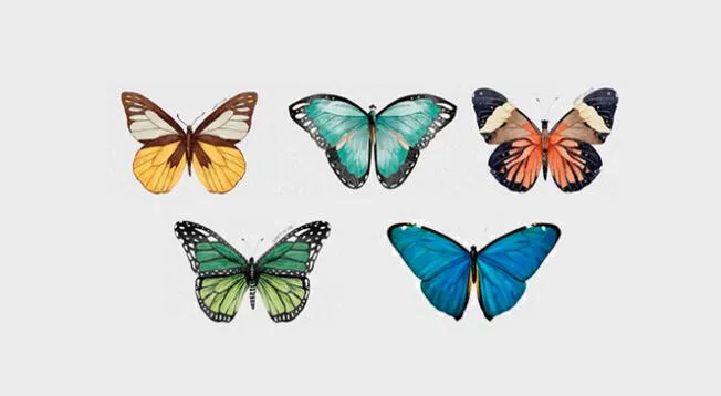 ¿Cuál de estas mariposas elegirás en esta prueba?