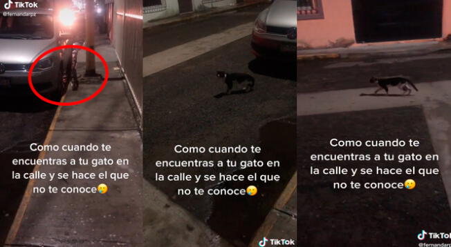 TikTok viral: se topa con su gato en la calle y este 'finge' no conocer a su dueña para no ser castigado