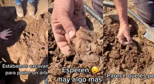 TikTok: Querían plantar un árbol, pero terminan hallando un cadáver en su patio