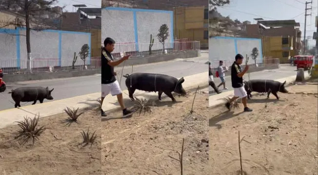 Hombre sorprende a sus vecinos paseando a su cerdo con una correa - VIDEO