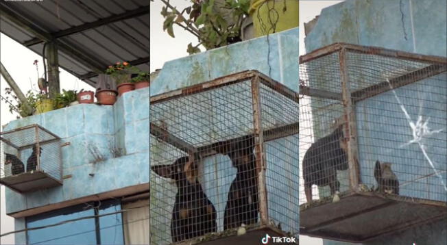 Familia instala 'casita flotante' para que sus perros puedan observar la calle - VIDEO