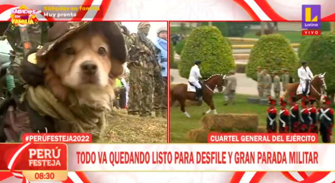 Viral: perro que fue rescatado de la calle lleva 8 años 'sirviendo' al Perú y desfilará en esta parada militar